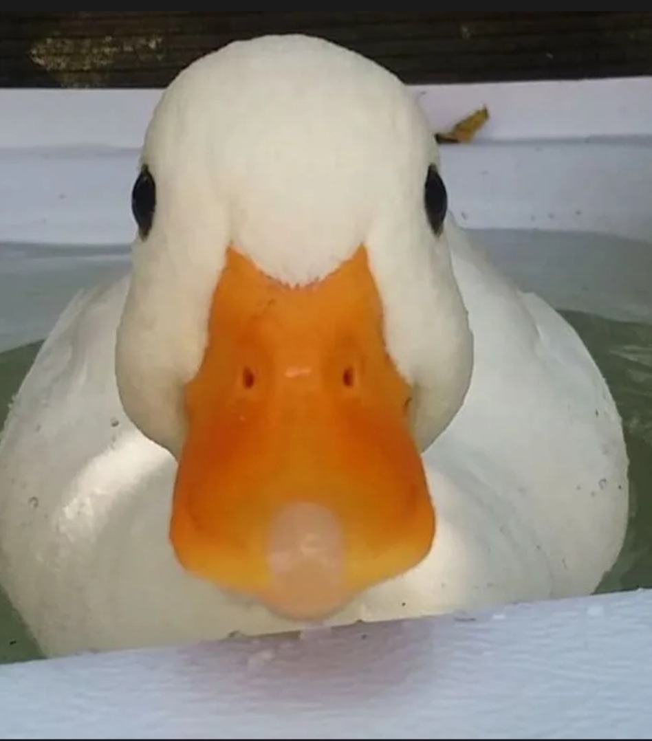 Profil de Stevan, 23 ans, Échangiste à Patuanak