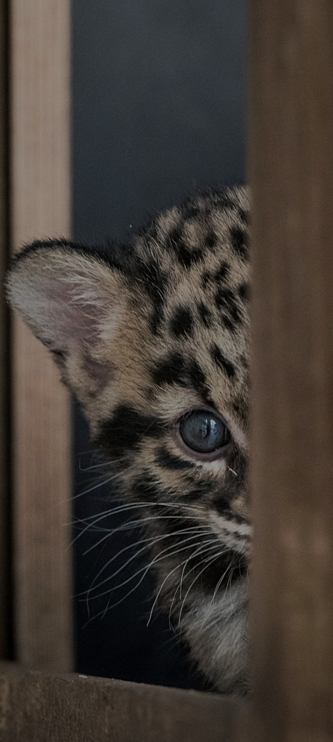 Profil de Mano, 39 ans, Échangiste à Resolute